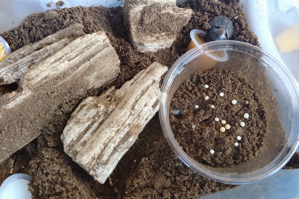 カブクワ紳士 (@lSLgZ7F3of194Ts) / Posts / X