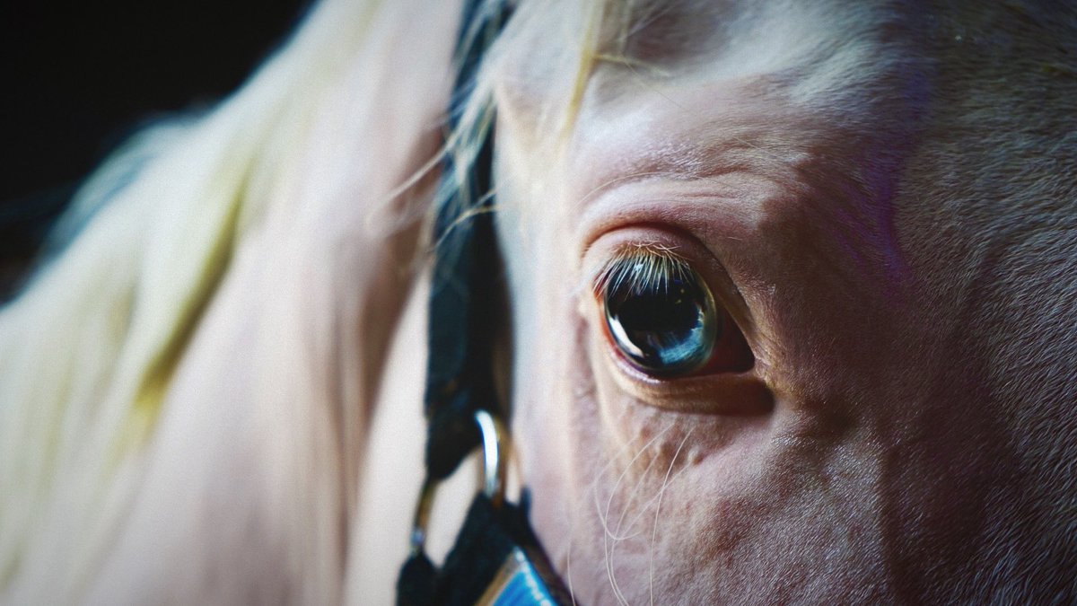 dearest_club_'s tweet image. アオラキ、ありがとう。