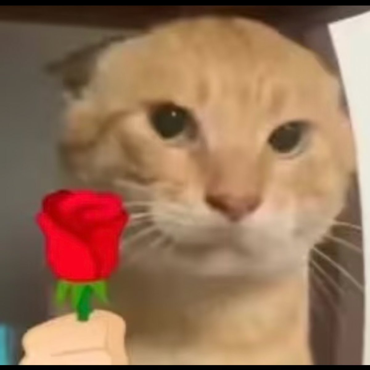 BNBacc1's tweet image. 讲真的，现在20k的耄耋，我不怕任何人的离开，我说过BNB节奏很慢，距离我第一次发推也才仅仅一个小时。

哈基米原型耄耋，就这一个基本面就足以支撑耄耋走到百万了，甚至耄耋本身就有着各种各样的二创表情，十分可爱。

这一次我判断 #哈基米…