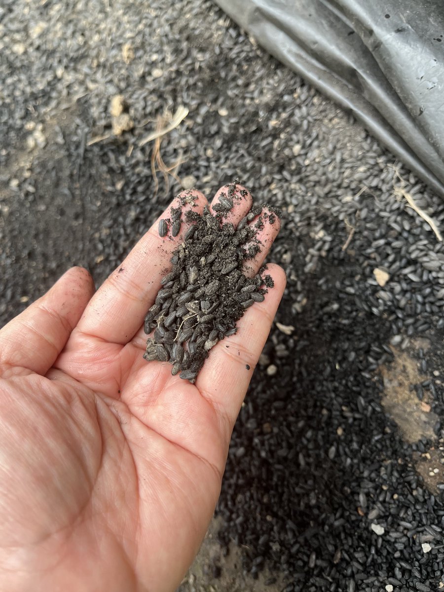 Beras yang tertimbun material vulkanik dari letusan gunung Sindoro kurang lebih hampir 1000 tahun lalu