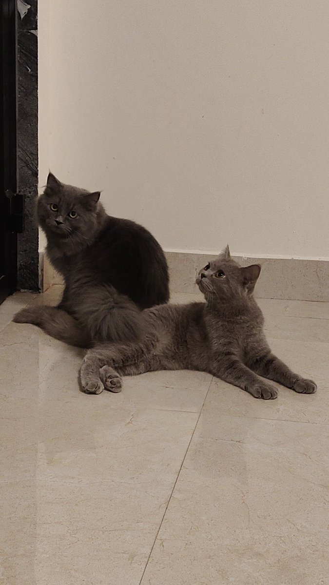 S3eeD 🇦🇪 tweet media