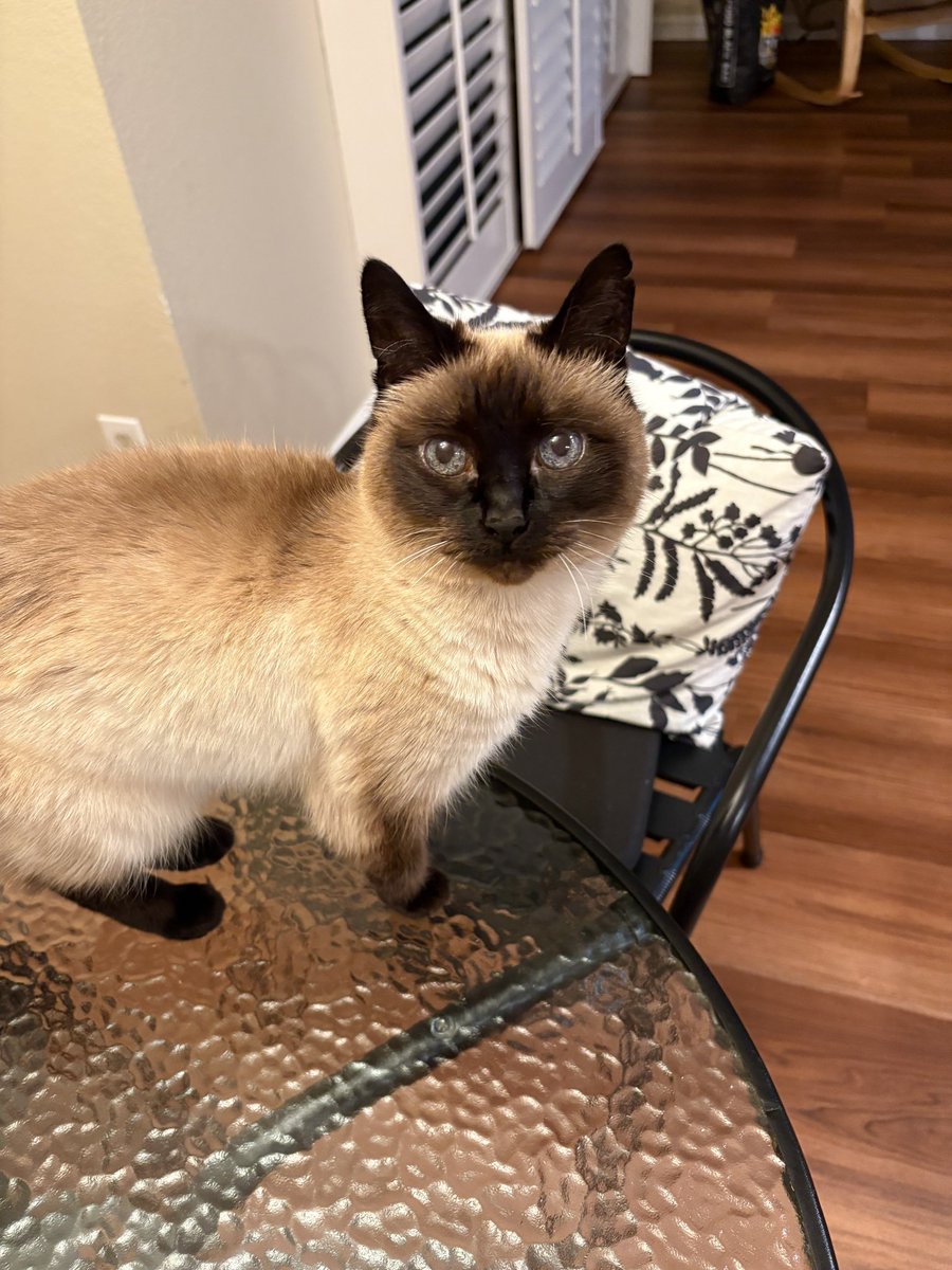 しんコロ/しゃべるねこ、しおちゃん (@theoshio) / Posts / X