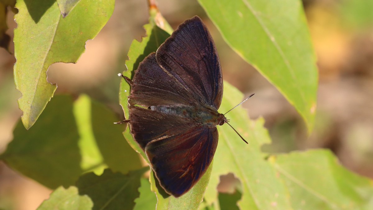 insects_birds's tweet image. ムラサキツバメ, powdered oakblue, Narathura bazalus
#butterfly #insect #bug #蝶 #昆虫