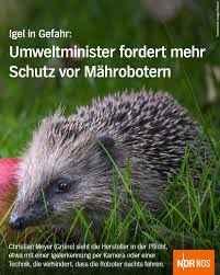 GruenMeyer's tweet image. Umweltministerkonferenz fordert beschleunigte Endlagersuche, sozialen Klimaschutz und mehr Igelschutz bei Mährobotern
#igel #Tierschutz 

umwelt.niedersachsen.de/startseite/akt…