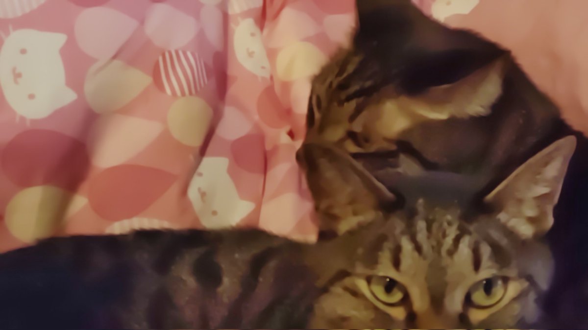 布団畳ませない連盟