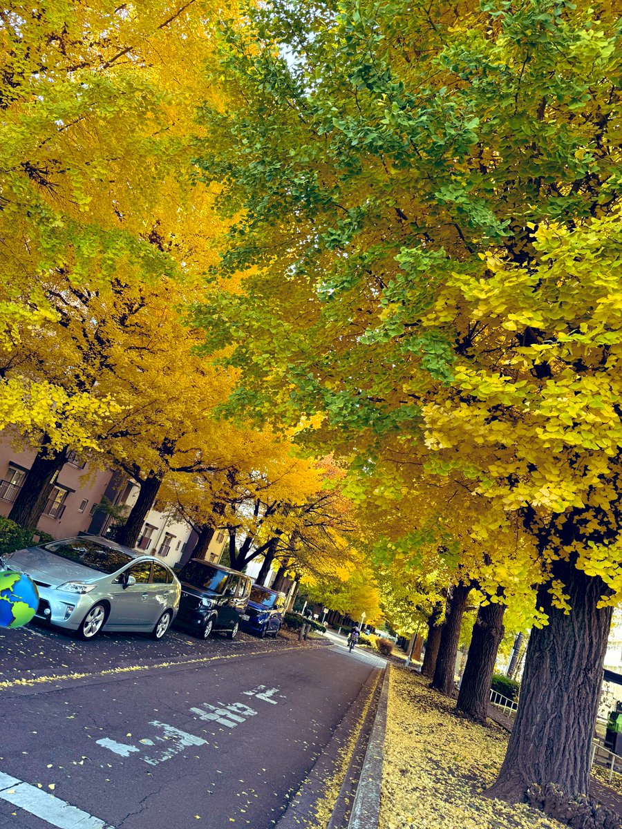 銀杏並木が綺麗な季節になりましたね🍁