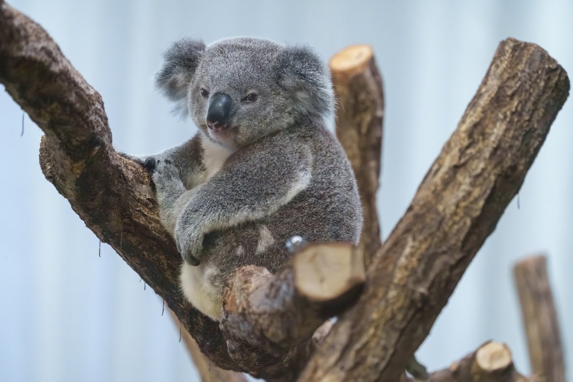 いじけてるポポロ🌀
#横浜市立金沢動物園 #コアラ #ポポロ