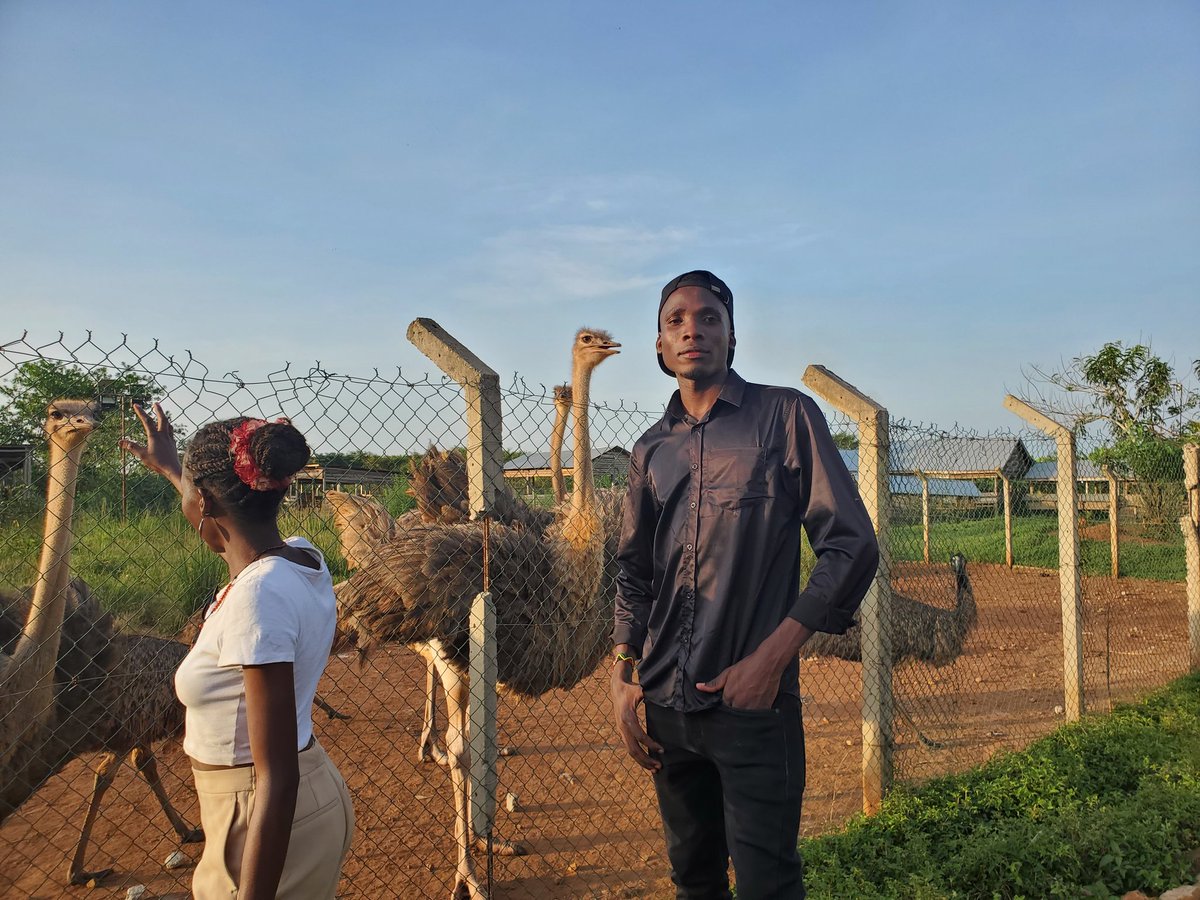 BSection95325's tweet photo. Ostrich experience at @kaynelafarmsltd 
@ugandauncovered @kaynelafarmsltd
#TravelWritingComp2025 || #kaynelafarm https://t.co/S6n12AZwD4
