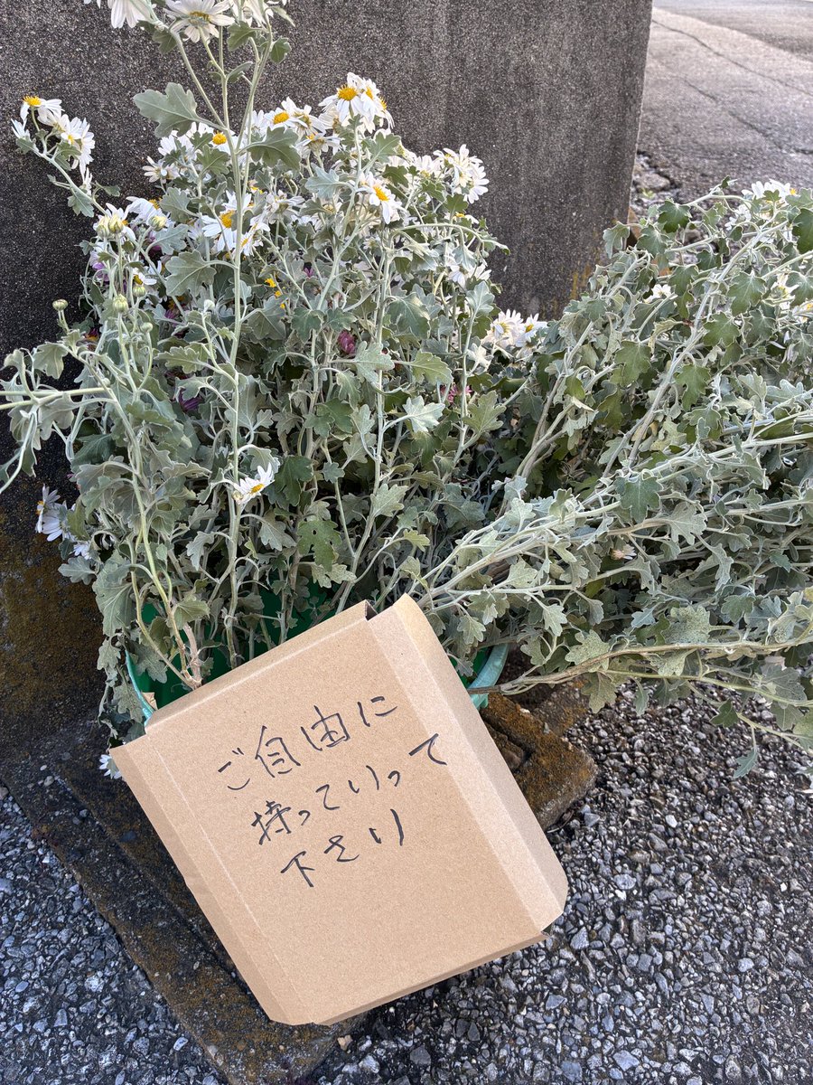 無料の花を発見