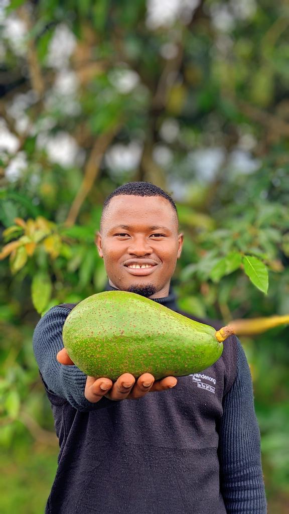 niyo_charles's tweet image. Avocado 🥑 farming is a valuable and growing business opportunity for many farmers, especially in regions with favorable climates.

The global demand for avocados has been steadily rising due to their health benefits and versatile use in various cuisines.
As a result, starting an…