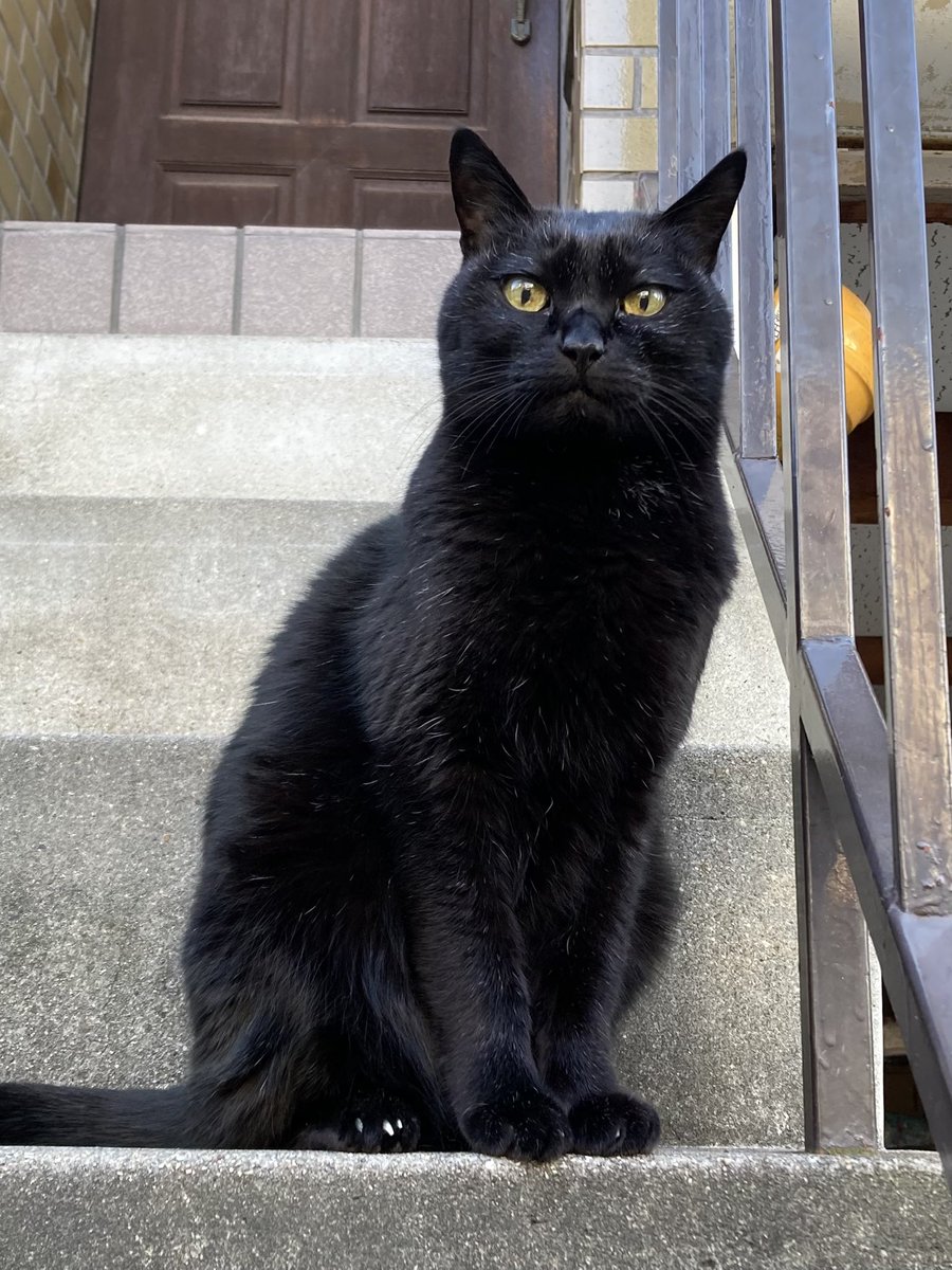 凛々しくてカッコよくてそれでいてあどけなさを残した優しいお顔のおじいちゃんはいかがですか？🐈‍⬛✨