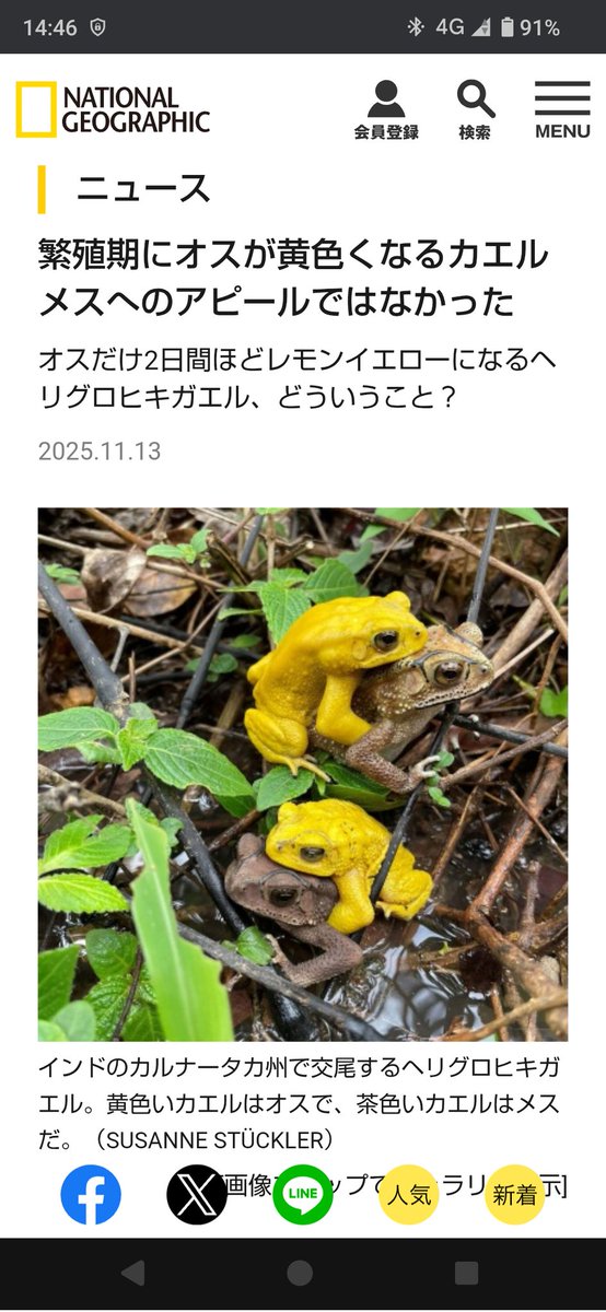 鮮やかな黄色の🐸💕