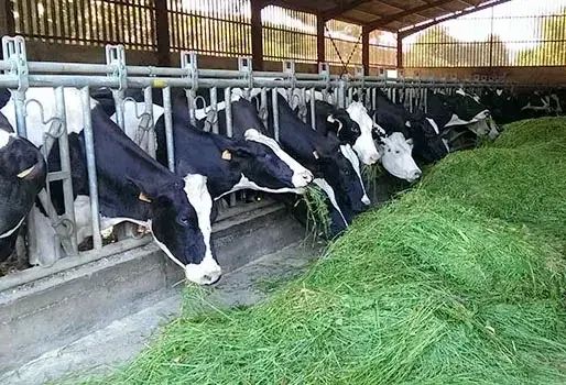 LaClotildeOk's tweet image. #SemanarioDigital #Bovinos Jornadas de Autoconsumo en #Pergamino cuáles son las Claves para hacerlo eficiente. #LaClotilde Redes: X,Fandpage LaClotilde Facebook, ReelIG, #GrupoLaClotildeWebFB, Instagram, Pinterest, Linkedin, YouTube, LaClotildeWeb