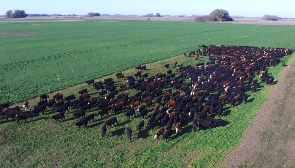 LaClotildeOk's tweet image. #SemanarioDigital #Bovinos Jornadas de Autoconsumo en #Pergamino cuáles son las Claves para hacerlo eficiente. #LaClotilde Redes: X,Fandpage LaClotilde Facebook, ReelIG, #GrupoLaClotildeWebFB, Instagram, Pinterest, Linkedin, YouTube, LaClotildeWeb