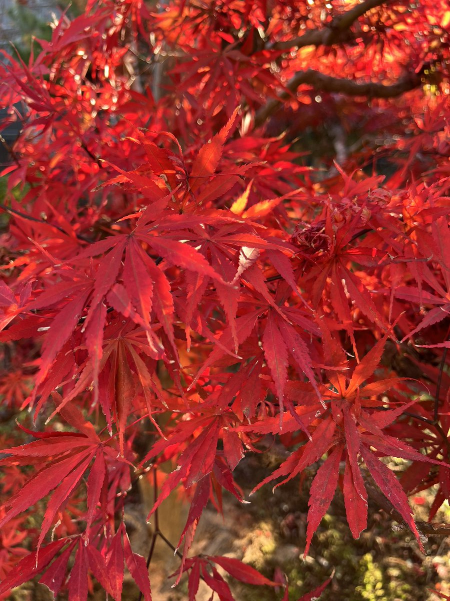 休憩。
秋ですなぁって
庭の紅葉見るたび思う