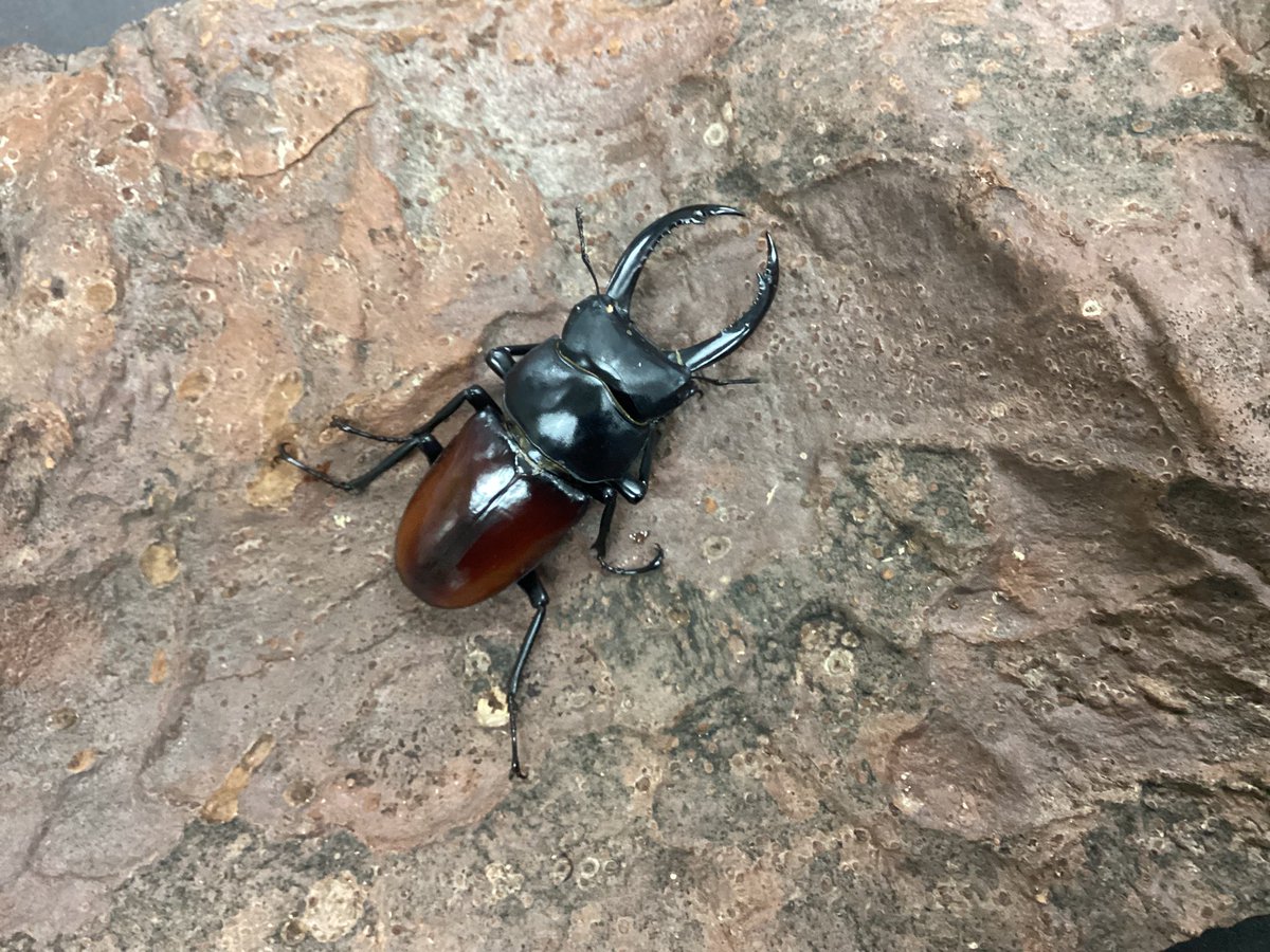 入荷情報 パプアキンイロクワガタ(パプアニューギニア オカパ産