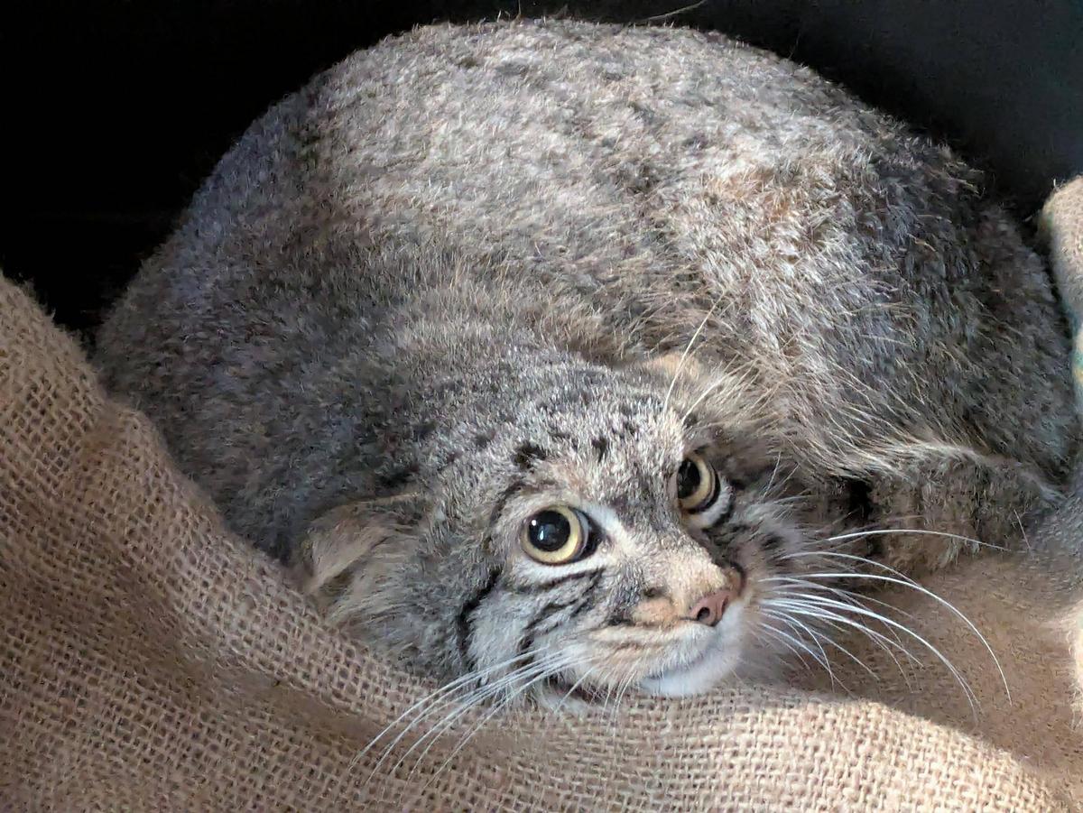 非公開中、マヌルネコの屋内展示場ってこんな感じ　詳細はこちら dlvr.it/TPH0VB