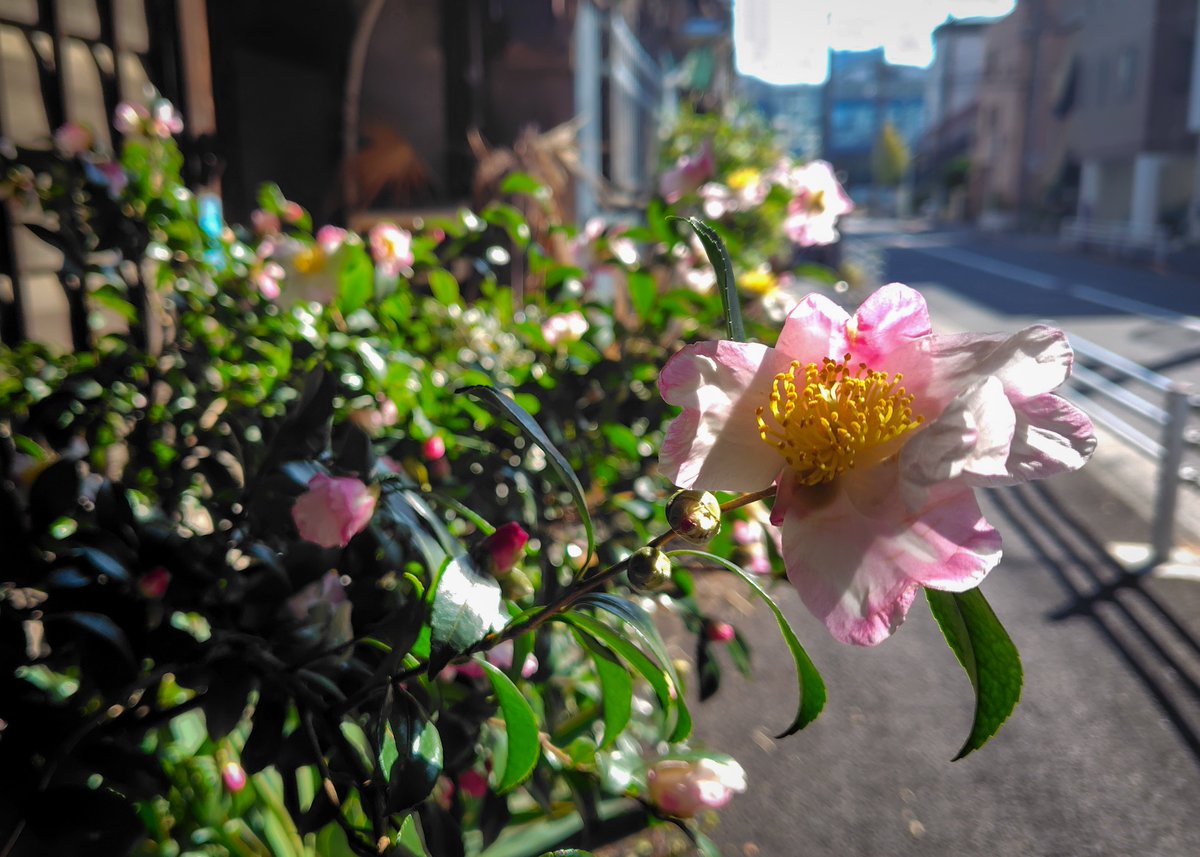 きょうの山茶花
朝から青空広がりました。路地で見かけたサザンカです。下町の路地
 #写真が好きな人と繋がりたい #キリトリセカイ #東京カメラ部 #月島 #サザンカ #花写真　＃スマホ写真