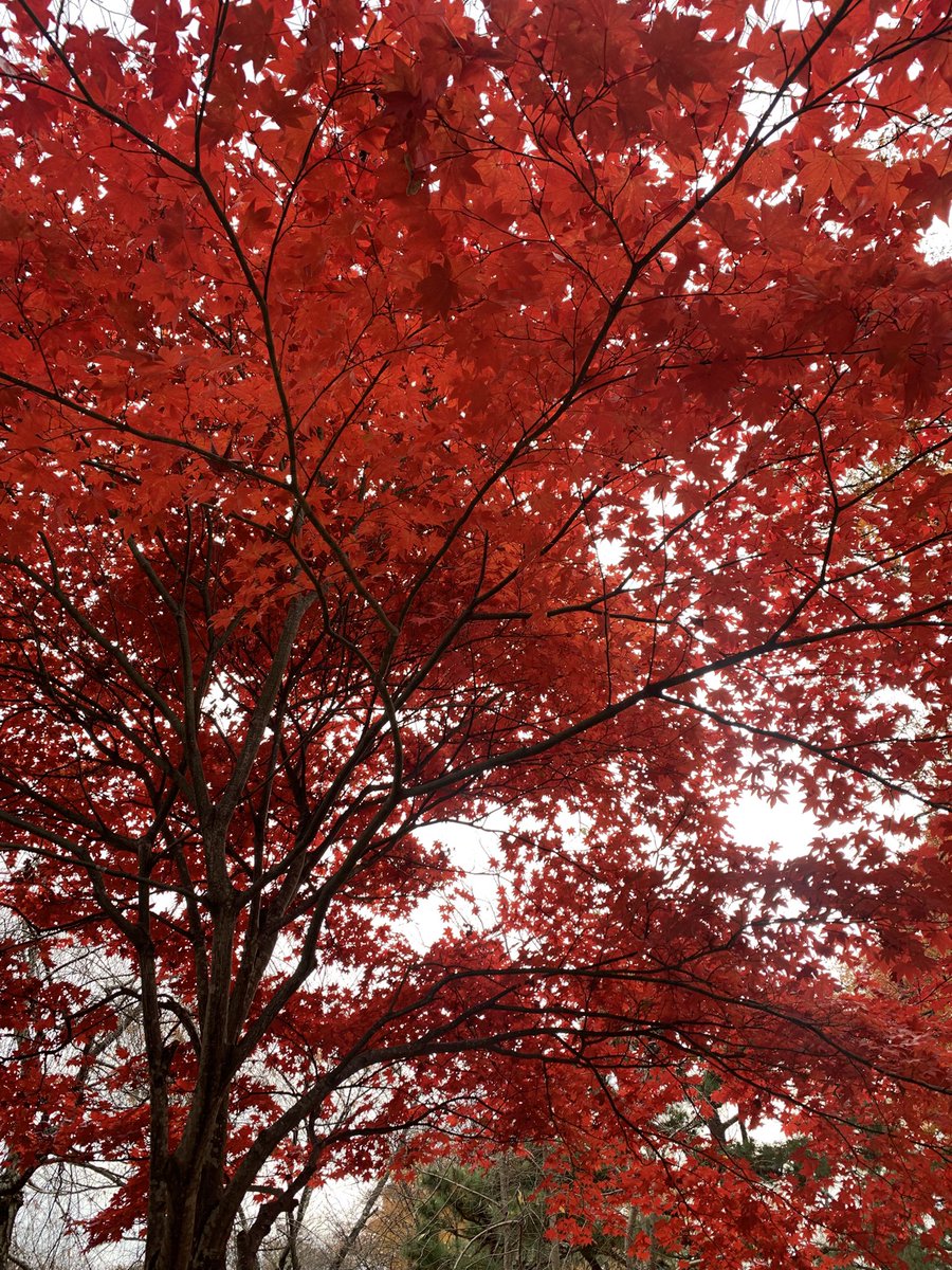 hiroSugi_PR02's tweet photo. 信州小諸懐古園🍁 https://t.co/pEhr0ceahq