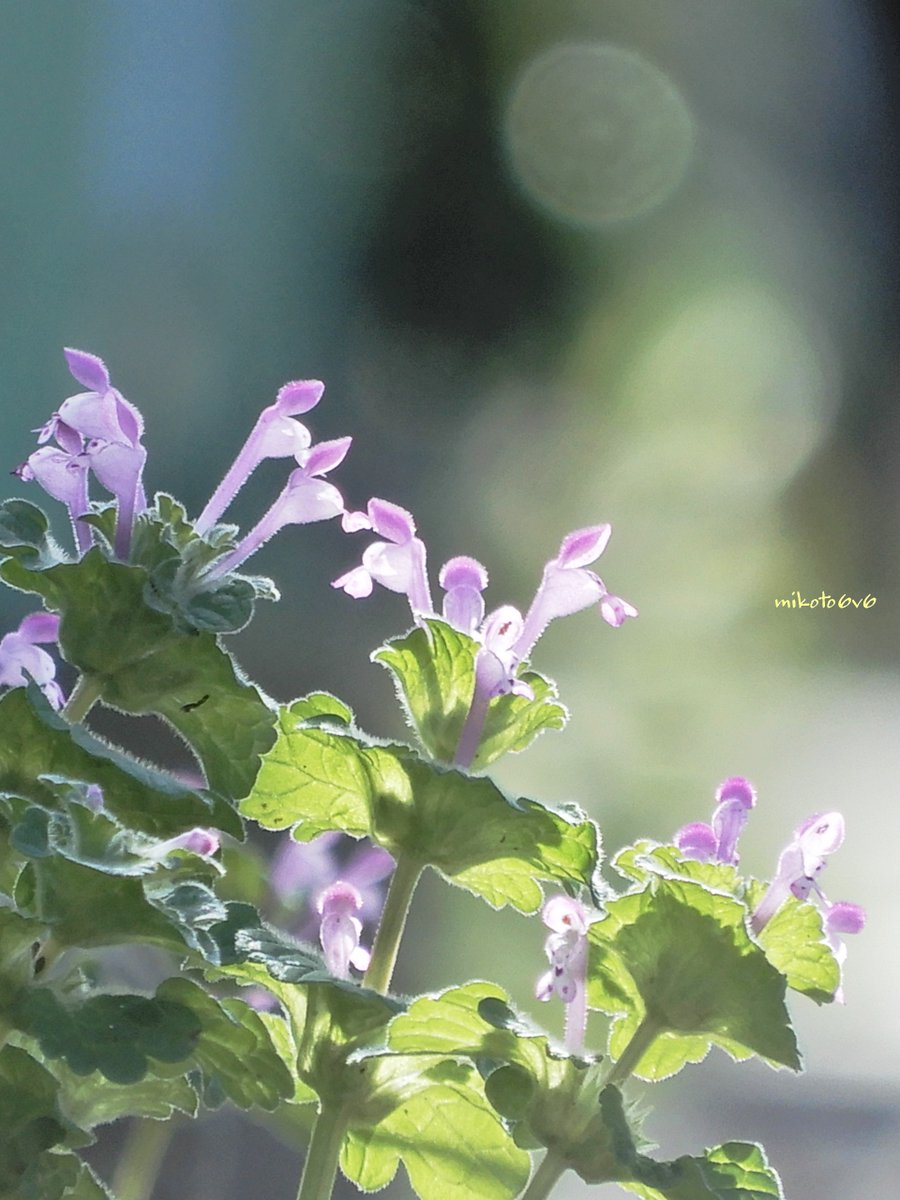 mikoto (@mamakun_6v6) / Posts / X