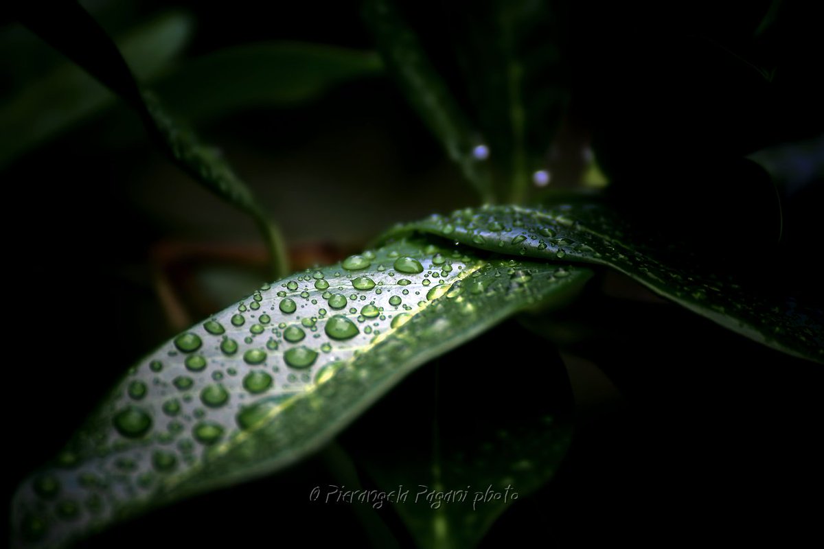 Ed è alba,
tra pioggia e pensieri.
Rechi il giorno la carezza della bontà.
Nel viaggio chiamato giorno.