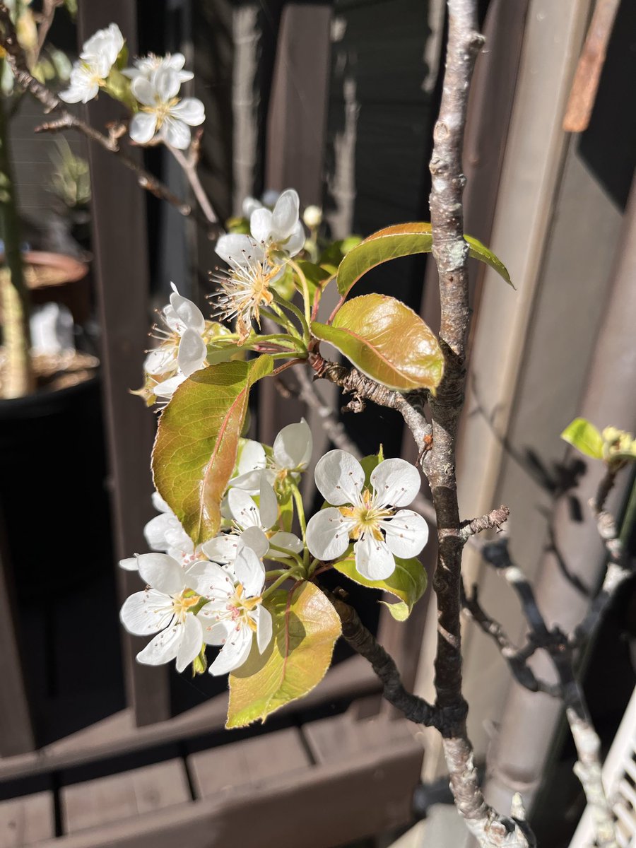 hanyolaslan's tweet photo. 本日の龍馬神社 https://t.co/AkOJihxjWR