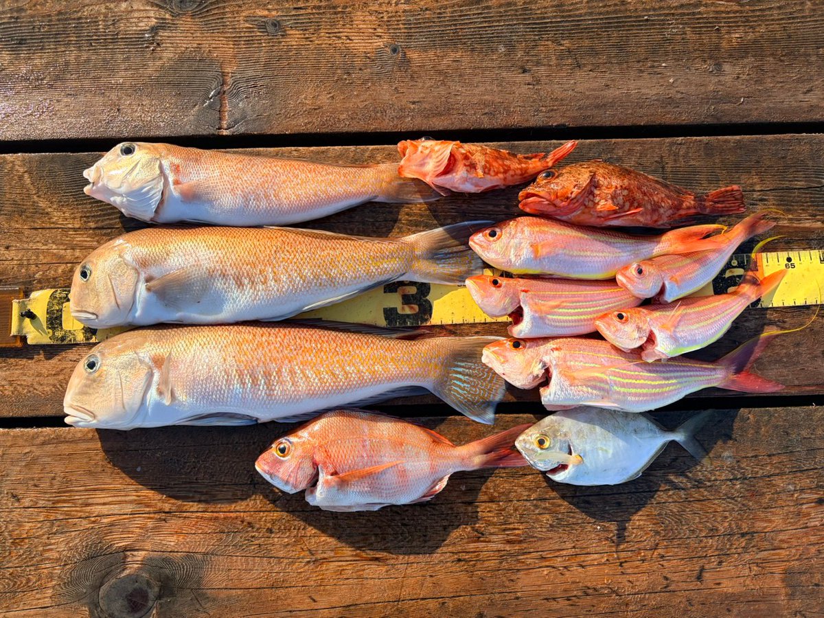 DocodeFe's tweet image. 地味に風強くてひたすら流されて戻ってを繰り返して疲れたああああああ
3人の釣果です🎣
戻れなかった小さいのいただきます🙇