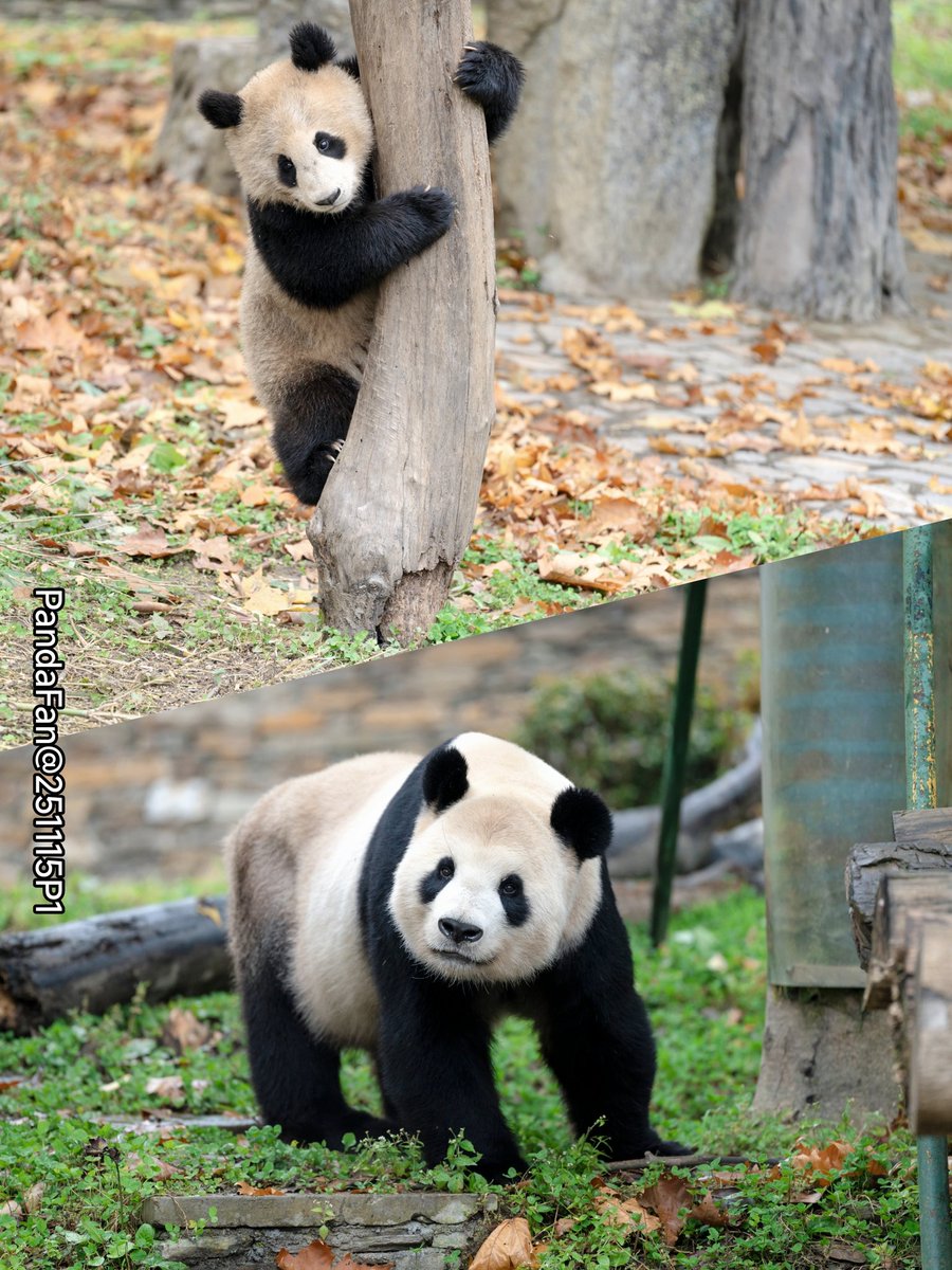 シャンちゃんLOVE (@marineb17001759) / Posts / X