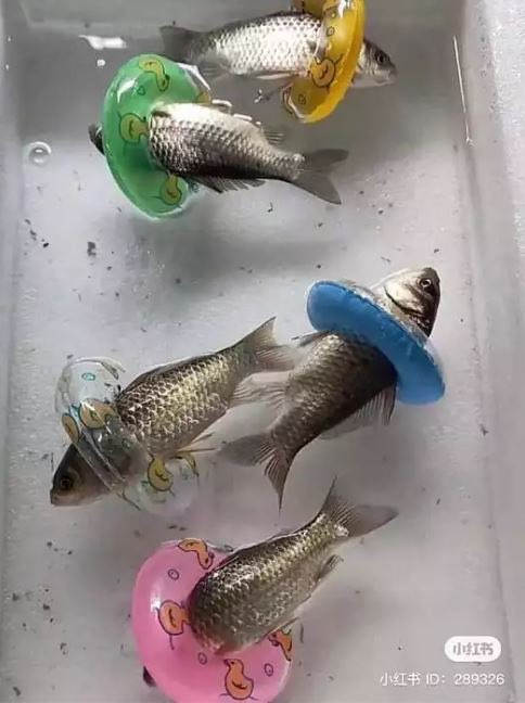 ʚɞ °｡⋆ ⸜ 🐾‼️ LiZ 🐈‍⬛ ୭ ˚. ᵎᵎ tweet media