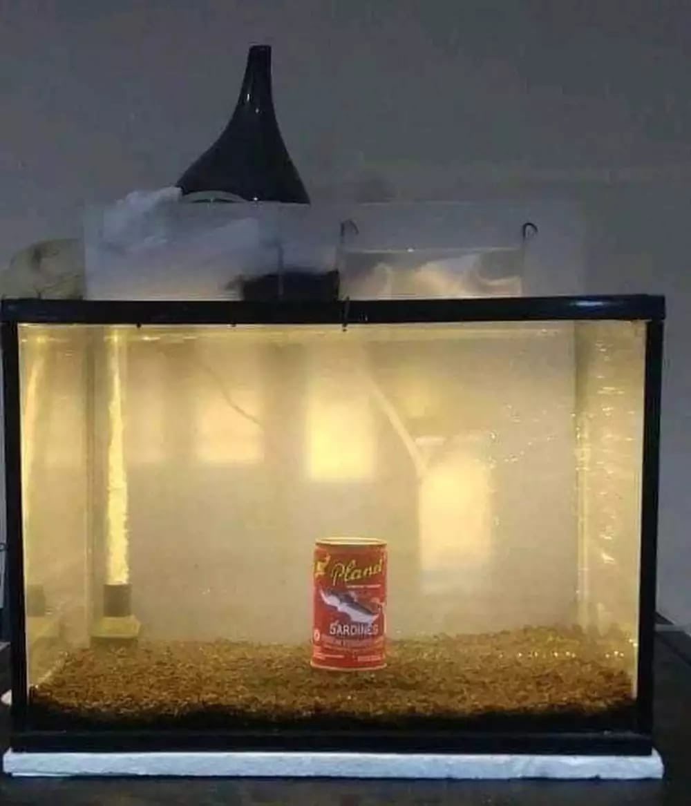 ʚɞ °｡⋆ ⸜ 🐾‼️ LiZ 🐈‍⬛ ୭ ˚. ᵎᵎ tweet media