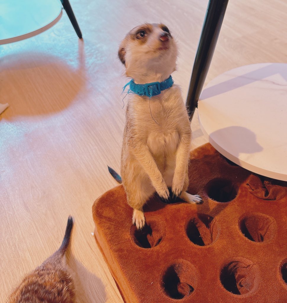 Ek01204's tweet image. ミーアキャットカフェ楽しかった。みんな忙しなくて写真撮るの難しかったのが良かった