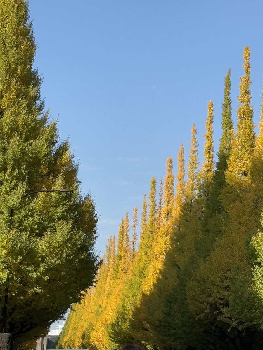 favyle's tweet image. 毎年恒例の好きな景色🍁

#テスラはお留守番 #いちょう並木