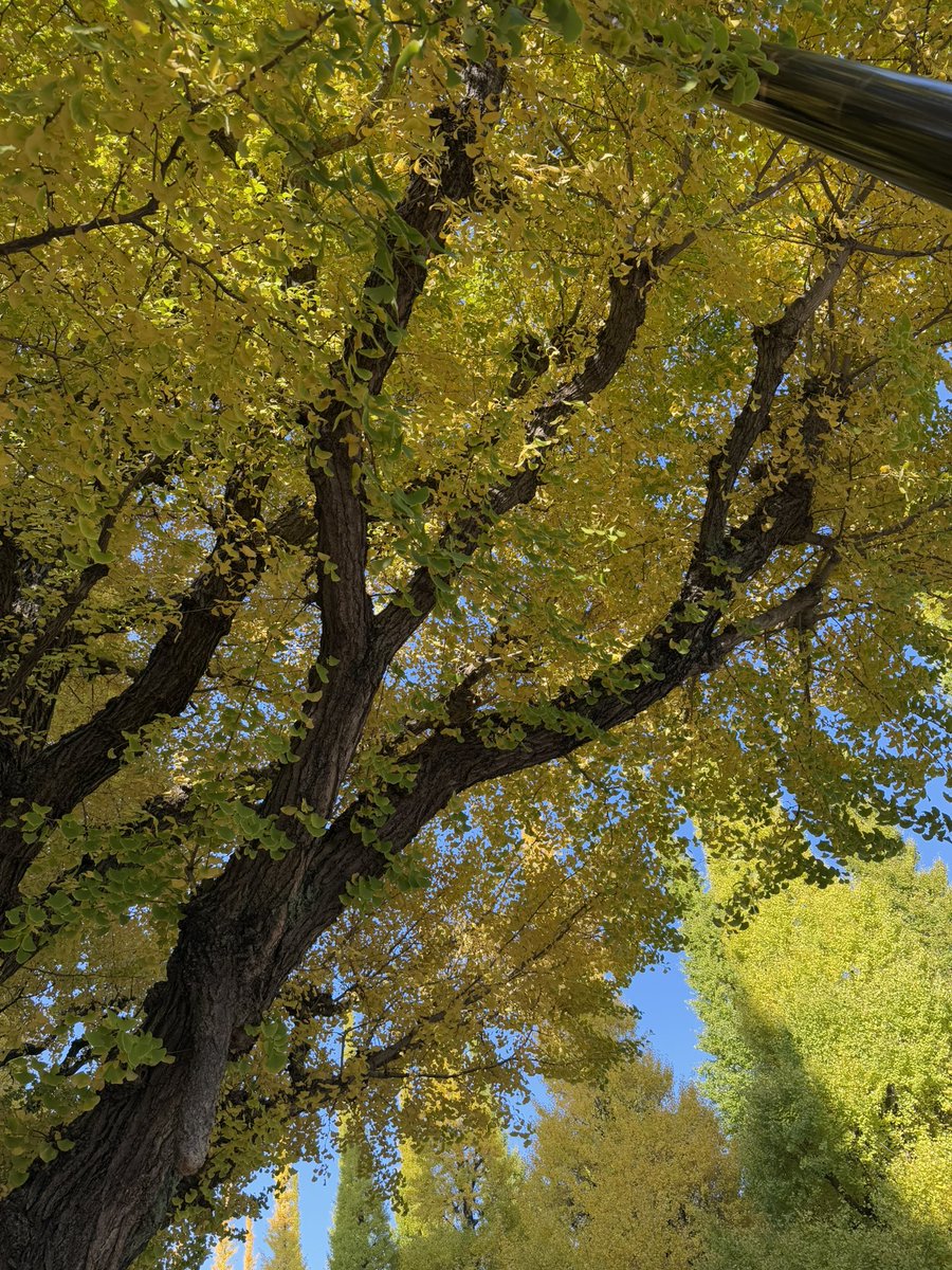 favyle's tweet image. 毎年恒例の好きな景色🍁

#テスラはお留守番 #いちょう並木