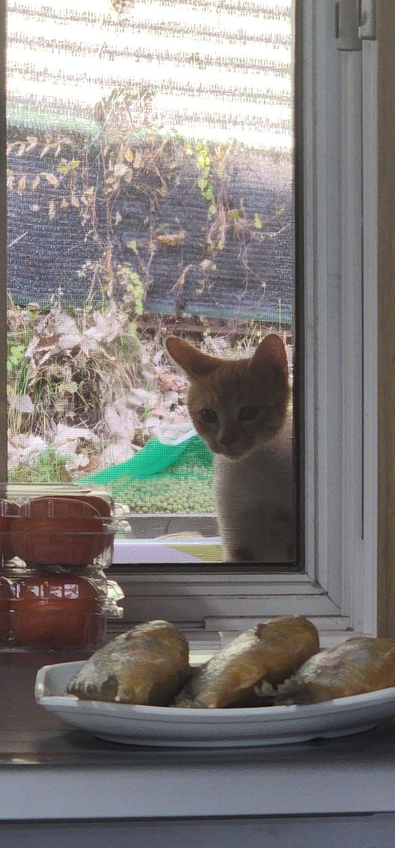 본가에서 제사용 생선 해동중