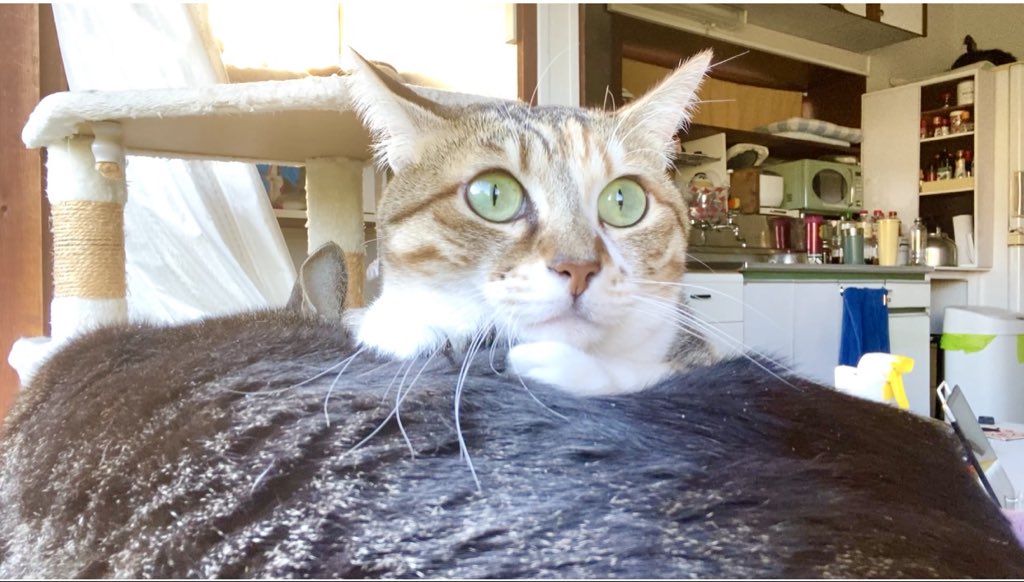 多々良ねこ 多々良ねこ 猫ッチョファミリー (@nekosta777) / Posts / X