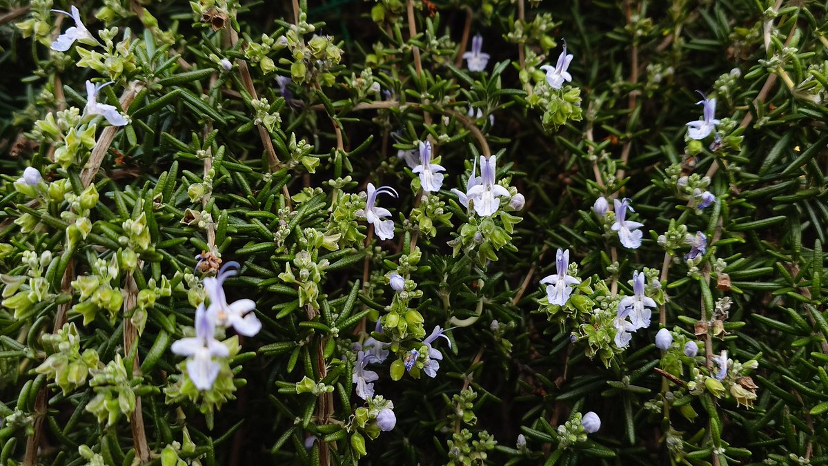 ローズマリーはうちにも昔いたからわかるぞー☺