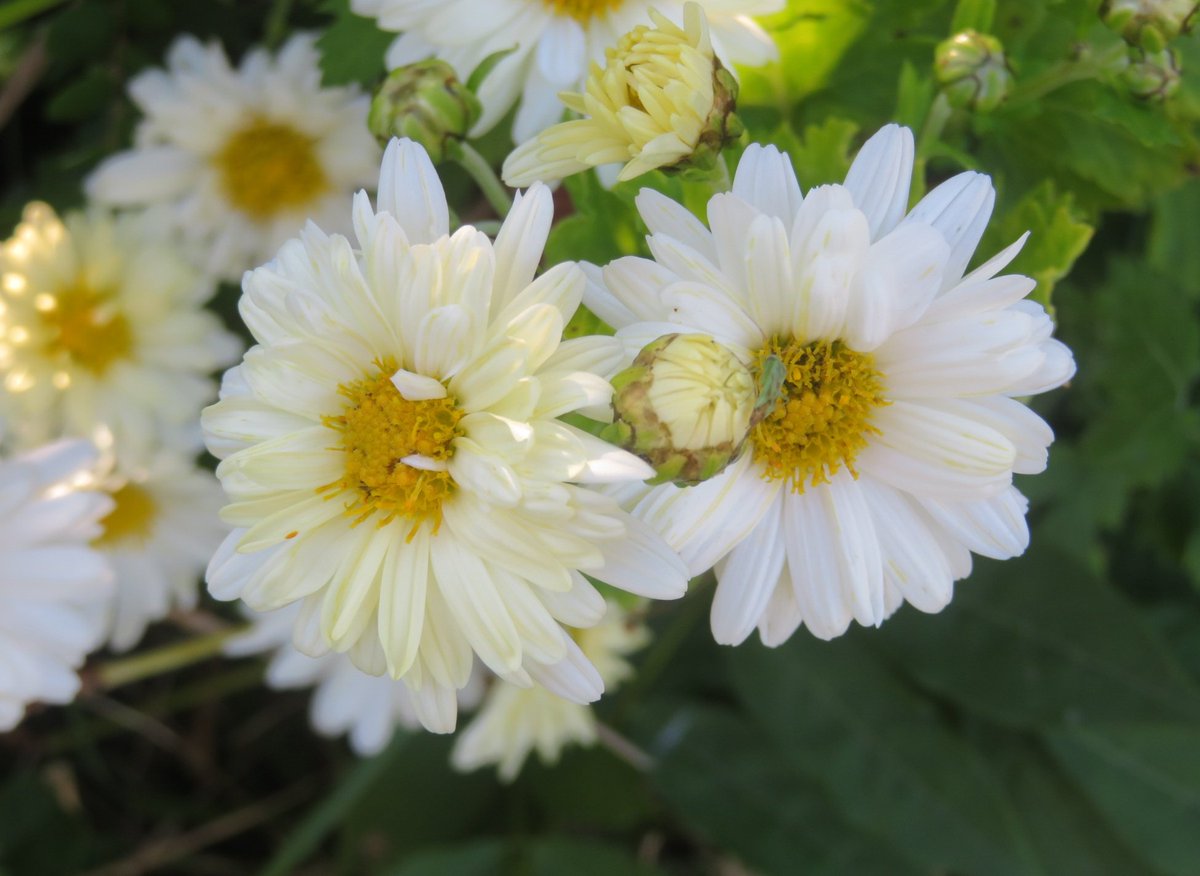 かわいい菊 #コウギク #京都府立植物園