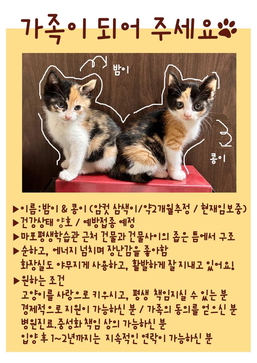 soonmi_dog's tweet image. 임보중인 고양이들이 가족을 찾습니다
💓 삼색이 여아 2마리
💓 동반입양 불요! 각자 입양 가능해요
💓 현재 마포구에서 임보중입니다
입양의사 있으신 분들은 쪽지부탁드려요!