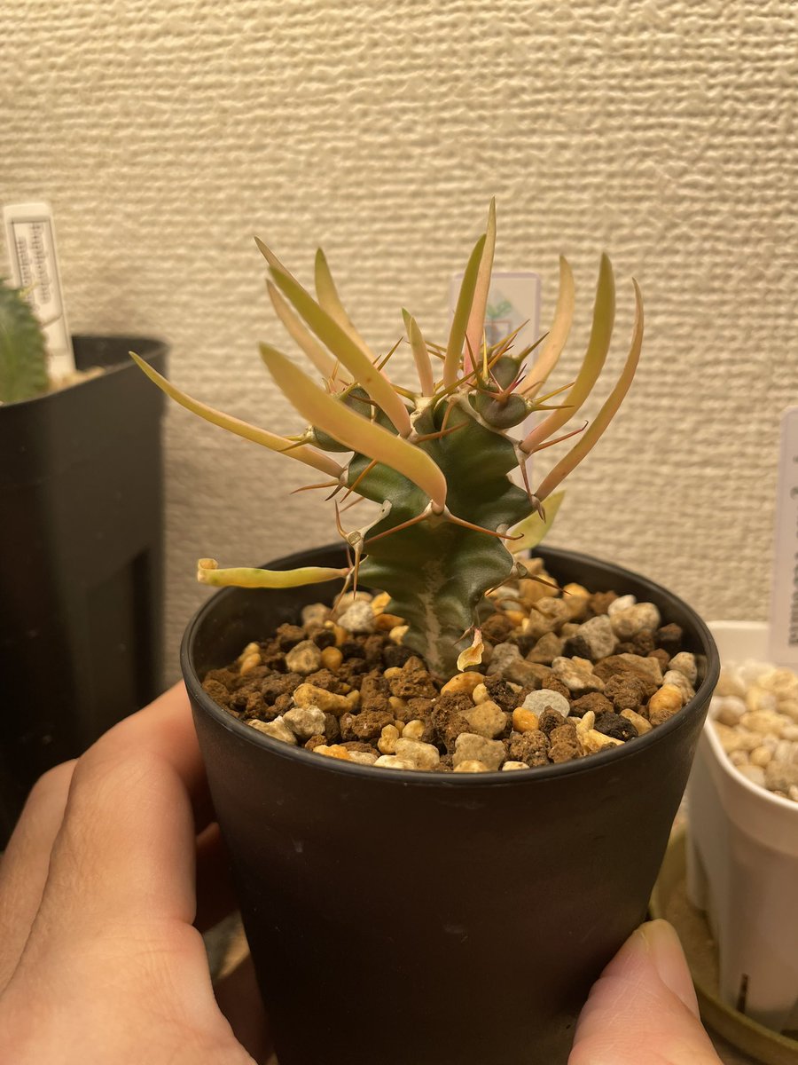 植育より植欲【ともplants】 tweet media