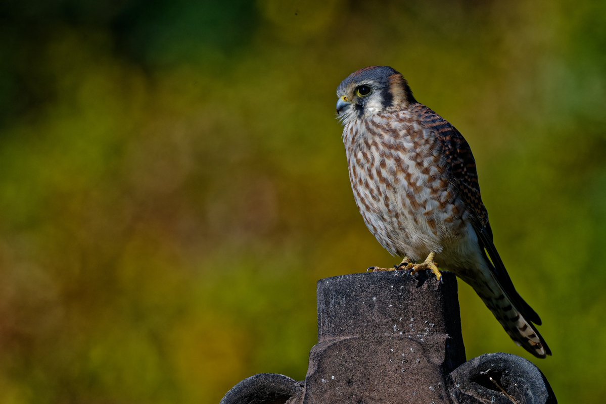 ejbarto1's tweet image. American Kestrel (Falco sparverius) in the morning light at Harsimus Cemetery in Jersey City, NJ this Friday, 14 Nov.
Amazing how the tiniest falcon can command a whole historic hillside like it owns the place. #birdnerd #nikonphotography