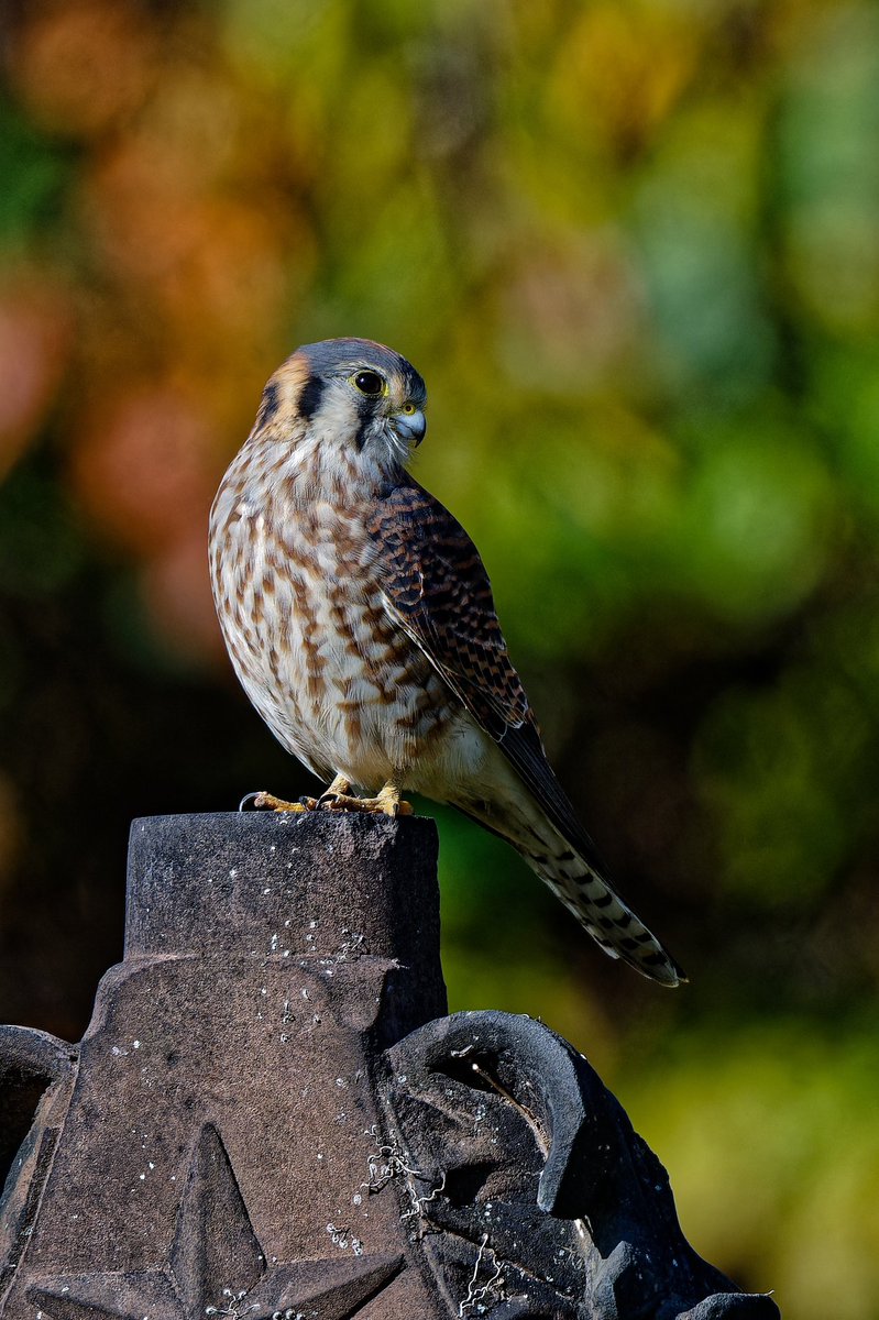 ejbarto1's tweet image. American Kestrel (Falco sparverius) in the morning light at Harsimus Cemetery in Jersey City, NJ this Friday, 14 Nov.
Amazing how the tiniest falcon can command a whole historic hillside like it owns the place. #birdnerd #nikonphotography