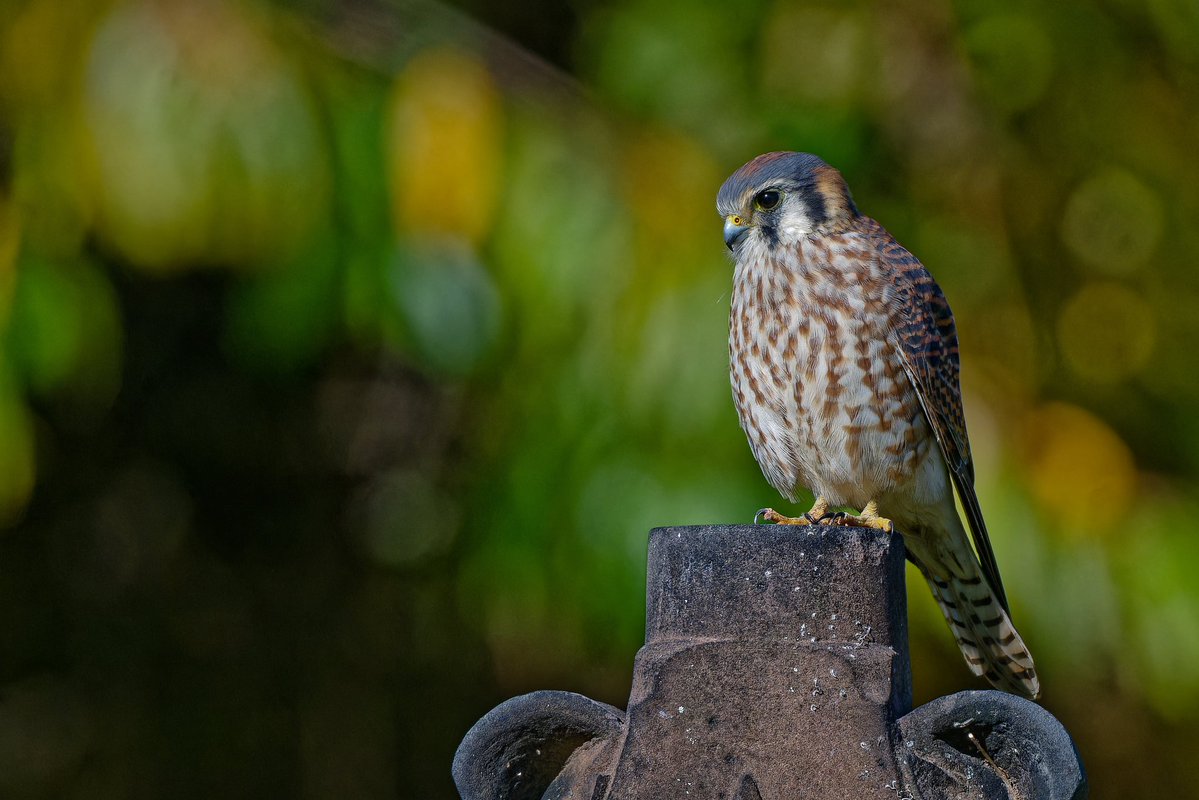 ejbarto1's tweet image. American Kestrel (Falco sparverius) in the morning light at Harsimus Cemetery in Jersey City, NJ this Friday, 14 Nov.
Amazing how the tiniest falcon can command a whole historic hillside like it owns the place. #birdnerd #nikonphotography