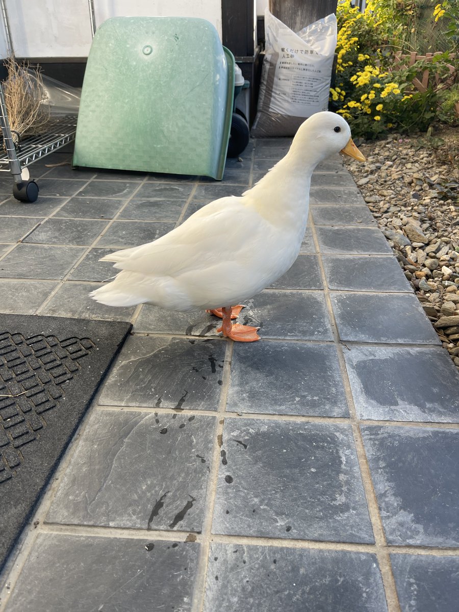 ハトみたいなフォルムのたまちゃん見て𓅿