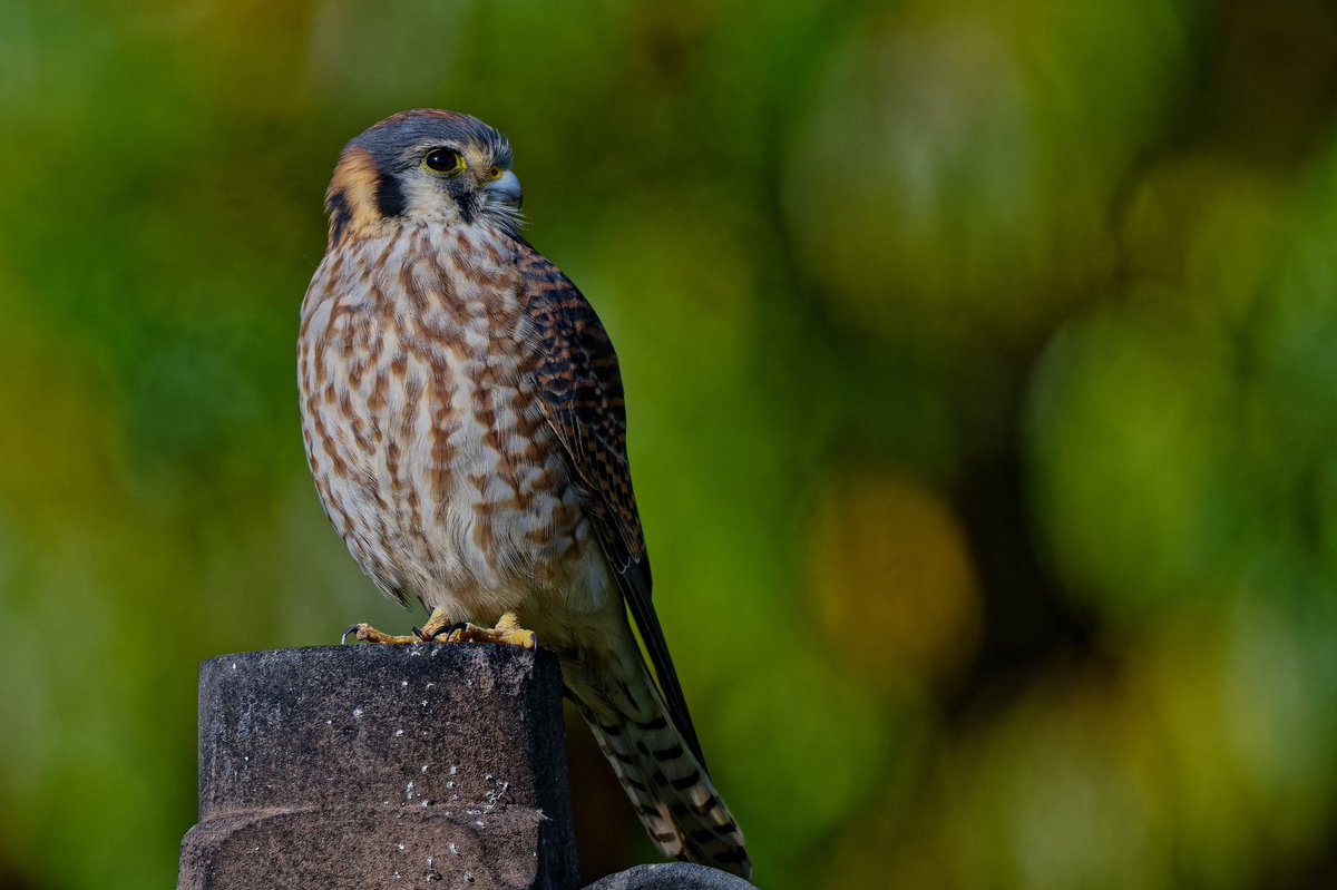ejbarto1's tweet image. American Kestrel (Falco sparverius) in the morning light at Harsimus Cemetery in Jersey City, NJ this Friday, 14 Nov.
Amazing how the tiniest falcon can command a whole historic hillside like it owns the place. #birdnerd #nikonphotography