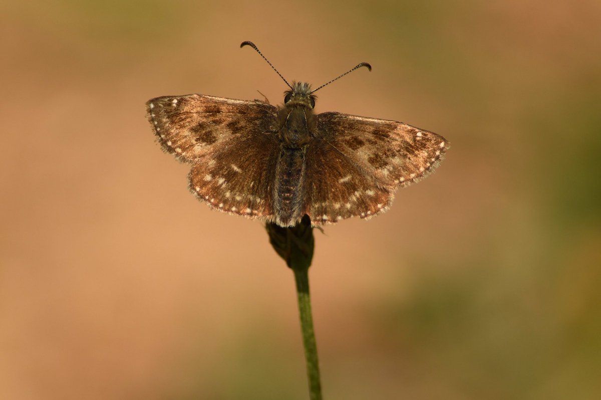 bomberburnside's tweet image. Large small and dingy skippers giving some nice summer colours on this dark winter morning.