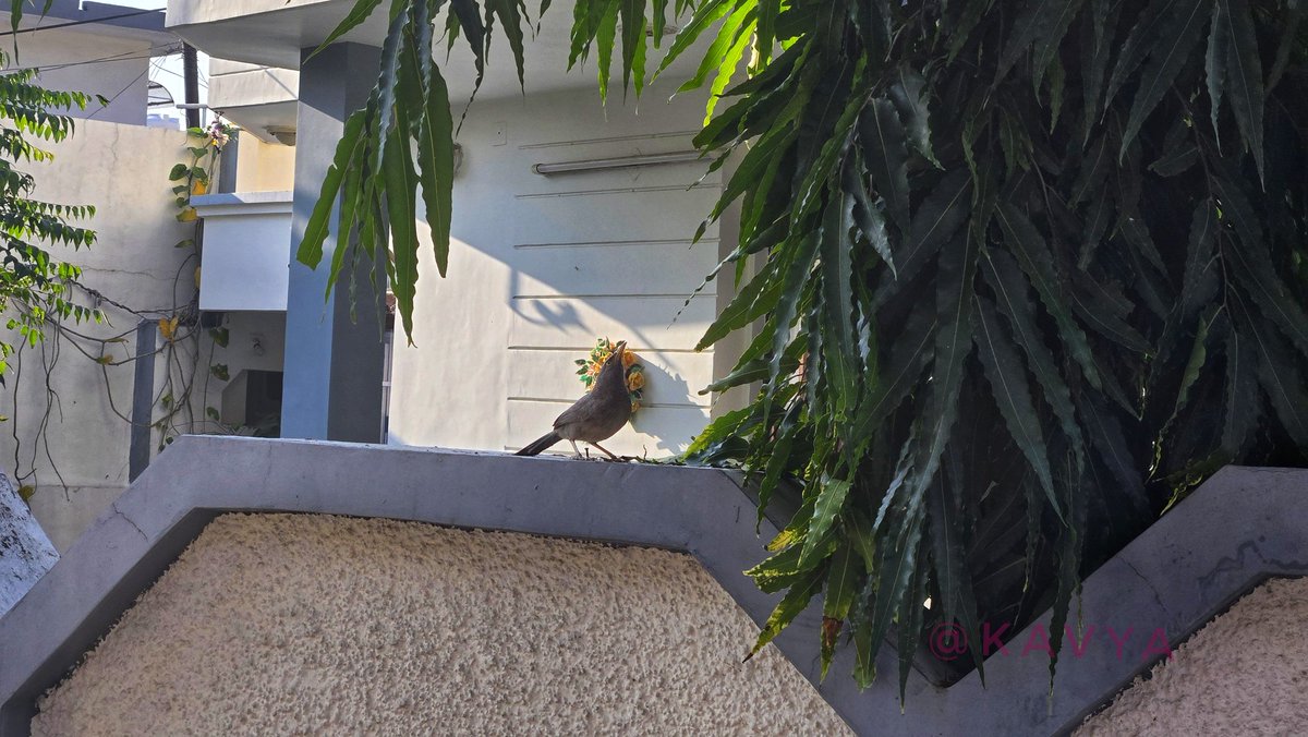 Share your photos taken with a phone! 📱

S24(not ultra)

The 3rd one was funny, he was fighting with someone up and didn't care for me, I went close and clicked it without zoom..😂

#theme_pic_India_randomclicks