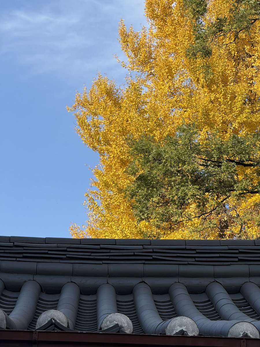 요즘 서촌에는 노랗게 물든 가을 단풍을 즐기기 위해 더 많은 시민들이 방문하고 있답니다. 누구나 편하게 들러 앉아 쉴 수 있는 가옥에 들러 파란 하늘 아래 선명한 노란빛 빨간빛이 조화를 이루는 단풍놀이를 즐겨보세요.