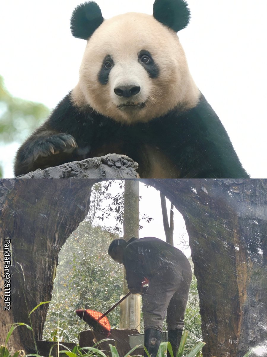 シャンシャンの新居が完成したら、ごはんスポットが3か所もできちゃって！飼育員さんたちの作業は増えちゃったけど、シャンちゃんがめっちゃ楽しそうに遊んでるの見たら、「これなら頑張れるわ～」って感じでみんなニコニコなんだよね～‌🥰