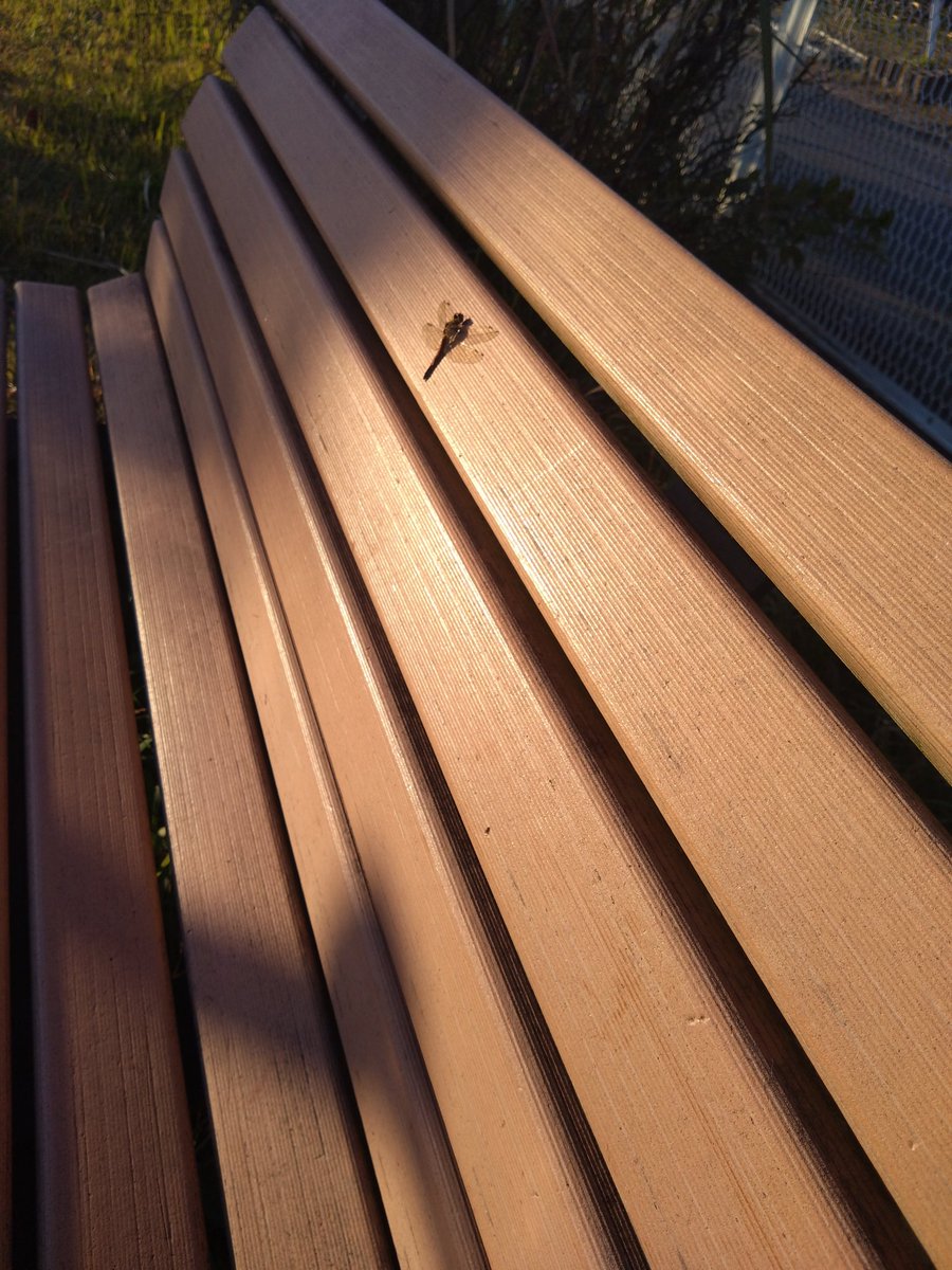 tatunosutego's tweet image. 