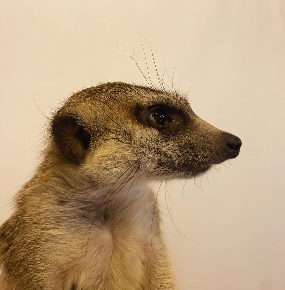 googoo_cafe's tweet image. 🐻✨ 横顔もイケメンないちごくまくん
お外をじーっと見つめる姿がとってもミーアちゃんらしいです🥰
当店ではたくさんのミーアキャットさんたちと触れ合えます😊
みんなとっても人懐っこくて可愛いですよ💗
ぜひ遊びに来てください🧡
📍吉祥寺ミーアキャットカフェgoogoo

⸻

🐻✨ Ichigo Kuma-kun…